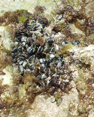 Brachidontes