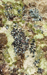 Brachidontes