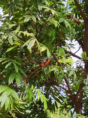 Saraca asoca