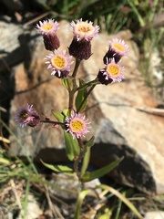 Erigeron acris kamtschaticus