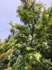 Saraca asoca