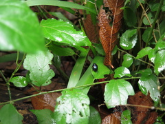 Labidomera suturella