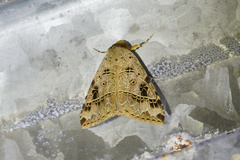 Deinopa signiplena