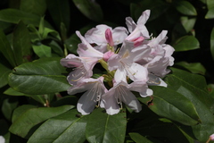 Rhododendron × sochadzeae