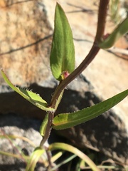 Erigeron acris kamtschaticus