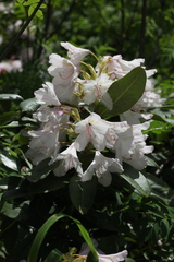 Rhododendron × sochadzeae