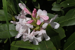 Rhododendron × sochadzeae