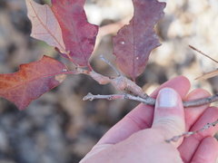 Callirhytis frequens