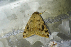 Deinopa signiplena