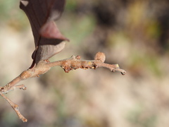 Callirhytis frequens