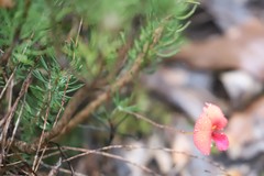 Gompholobium polymorphum