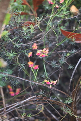 Gompholobium polymorphum