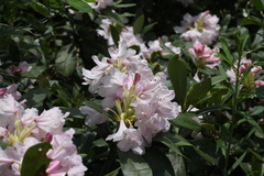 Rhododendron × sochadzeae