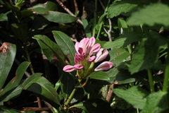 Rhododendron × sochadzeae