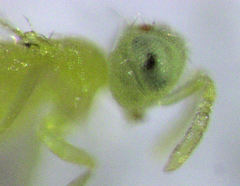 Aphytis
