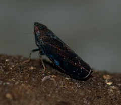 Scaphytopius nigrifrons