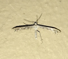 Singularia alternaria