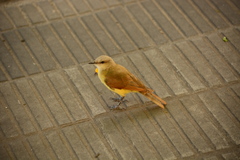Machetornis rixosa