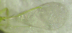 Aphytis