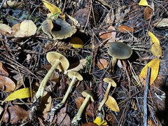 Leprocybe