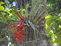 Tillandsia violacea