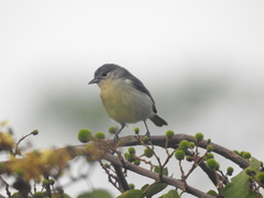 Conirostrum leucogenys