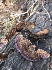 Trichaptum perrottetii