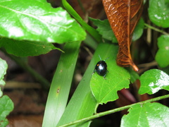 Labidomera suturella