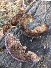 Trichaptum perrottetii