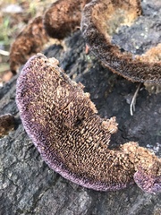 Trichaptum perrottetii