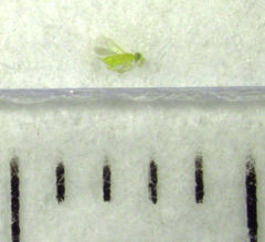 Aphytis