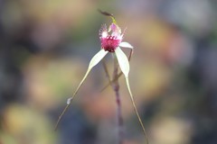 Caladenia heberleana