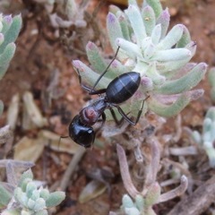 Camponotus aurocinctus