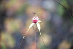 Caladenia heberleana