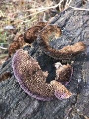 Trichaptum perrottetii