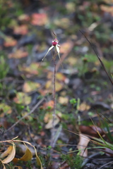 Caladenia heberleana