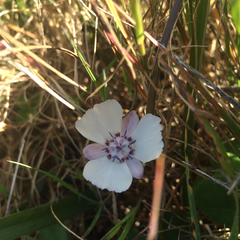 Calochortus umbellatus