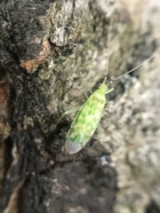 Malacocoris chlorizans