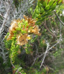 Oedera calycina
