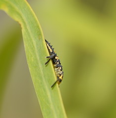 Cleobora mellyi