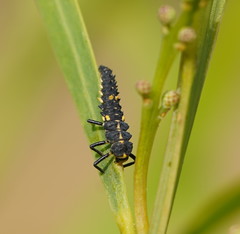 Cleobora mellyi