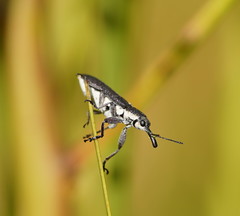 Rhinotia melanocephala