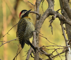 Colaptes melanochloros
