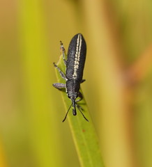 Rhinotia melanocephala