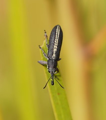 Rhinotia melanocephala