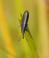Rhinotia melanocephala
