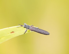 Rhinotia filiformis