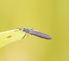 Rhinotia filiformis
