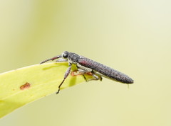 Rhinotia filiformis