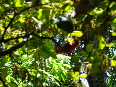 Piranga rubra